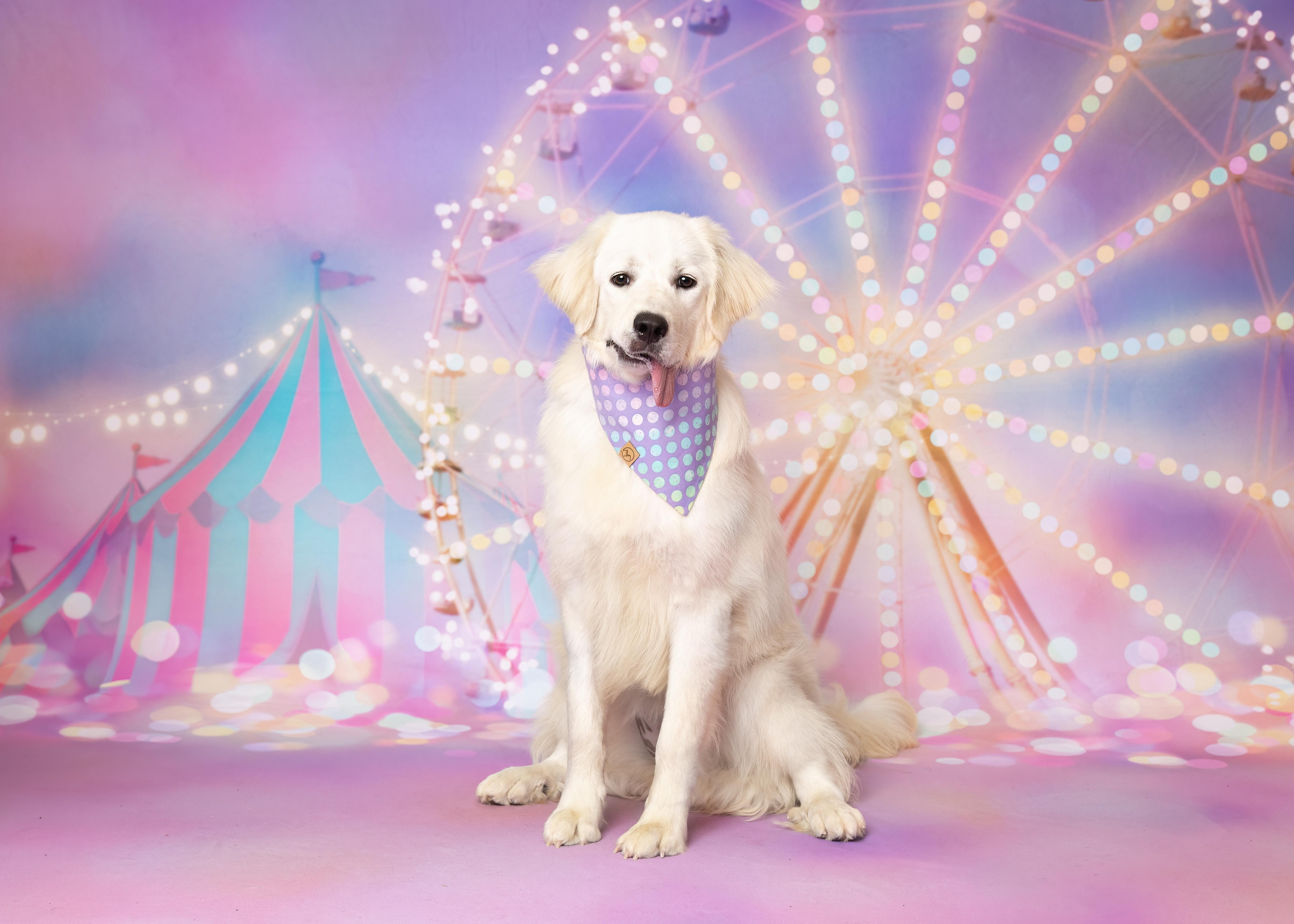 Berkley, Adoptable, Young Female Great Pyrenees.