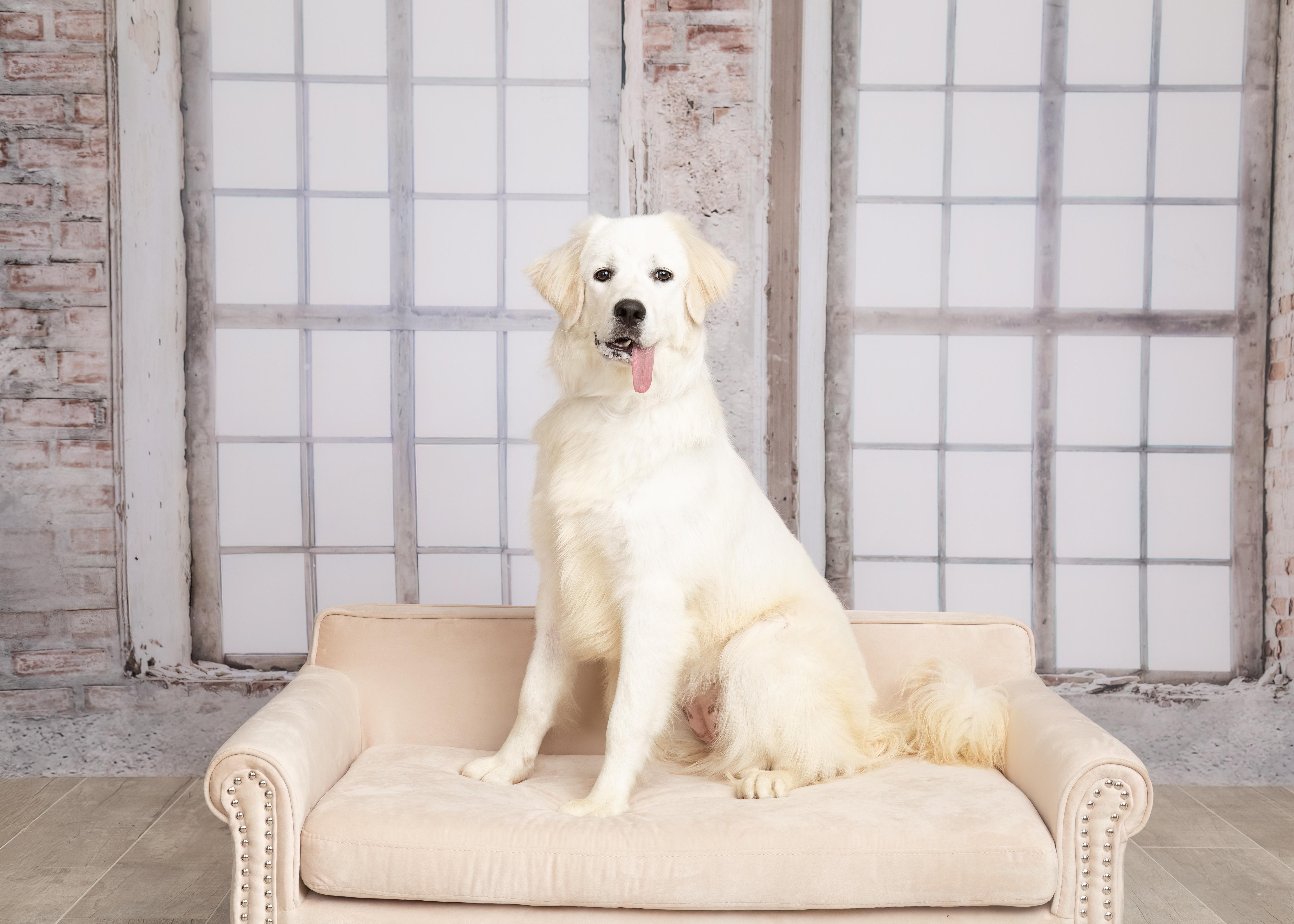Enlarge Berkley, a Adoptable Great Pyrenees in Denton, TX image 2/6