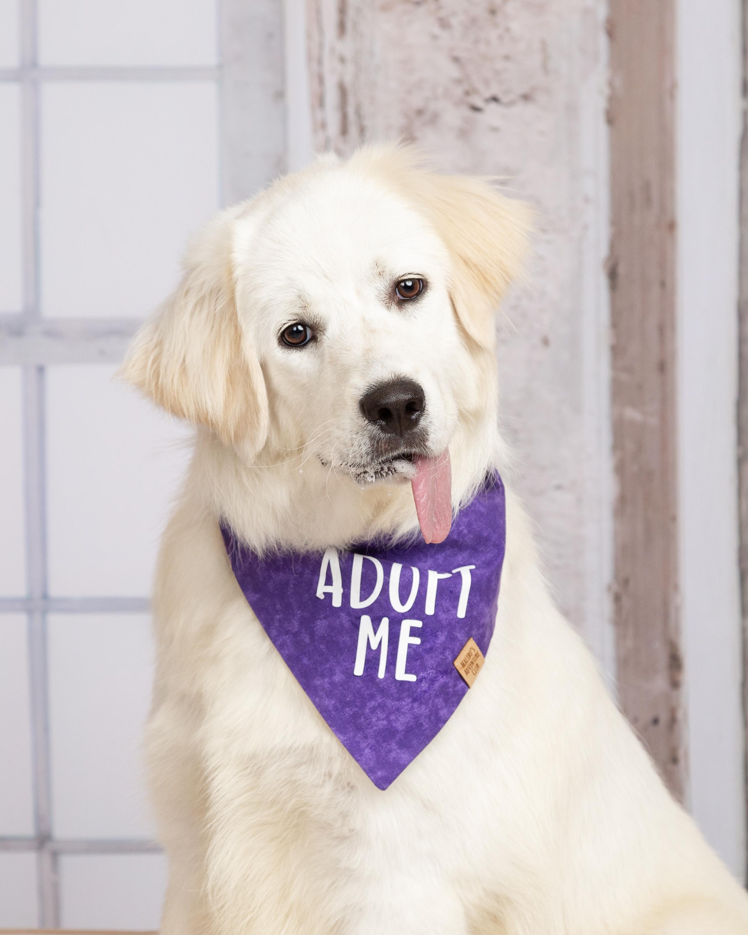Enlarge Berkley, a Adoptable Great Pyrenees in Denton, TX image 5/6