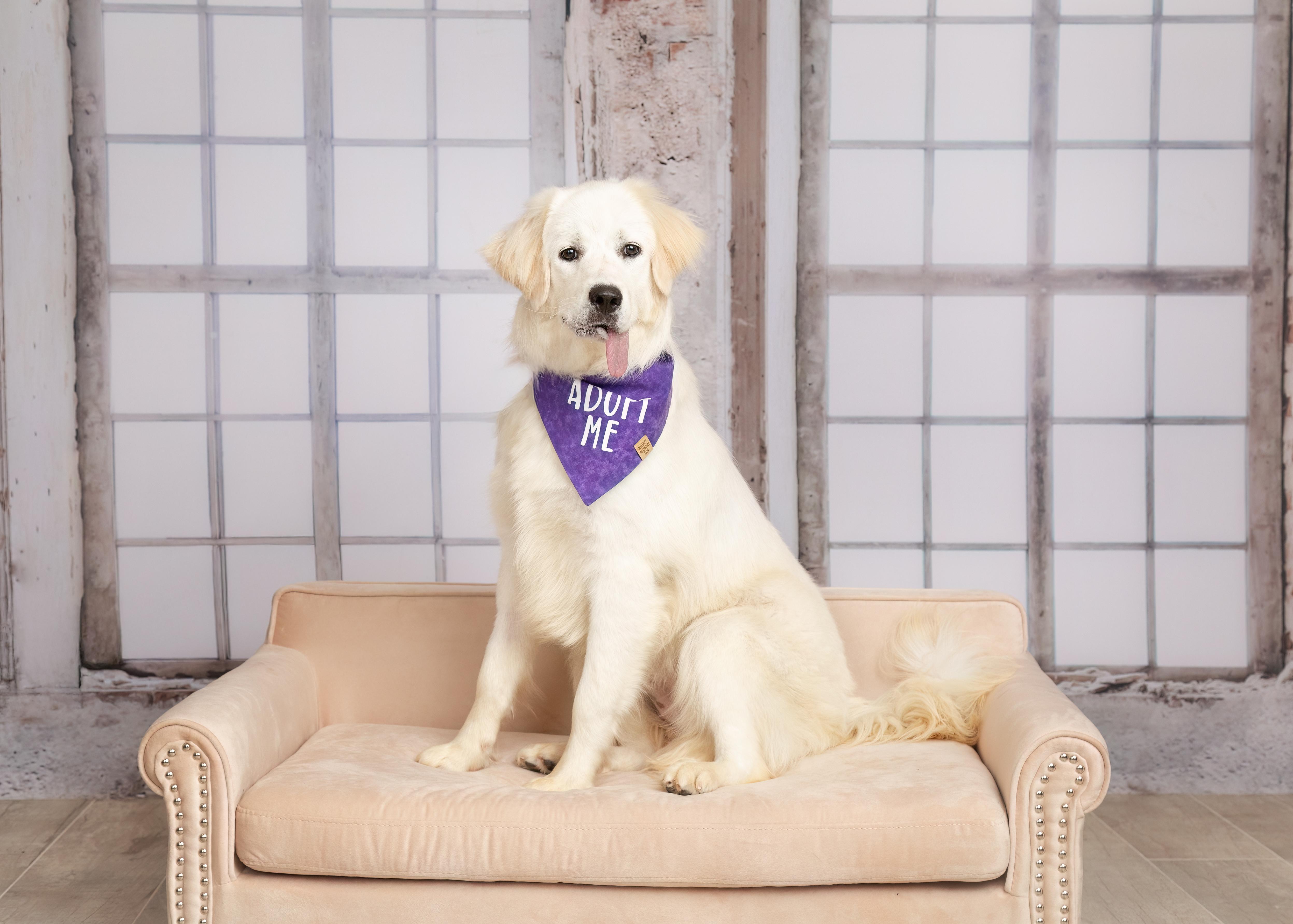 Enlarge Berkley, a Adoptable Great Pyrenees in Denton, TX image 6/6