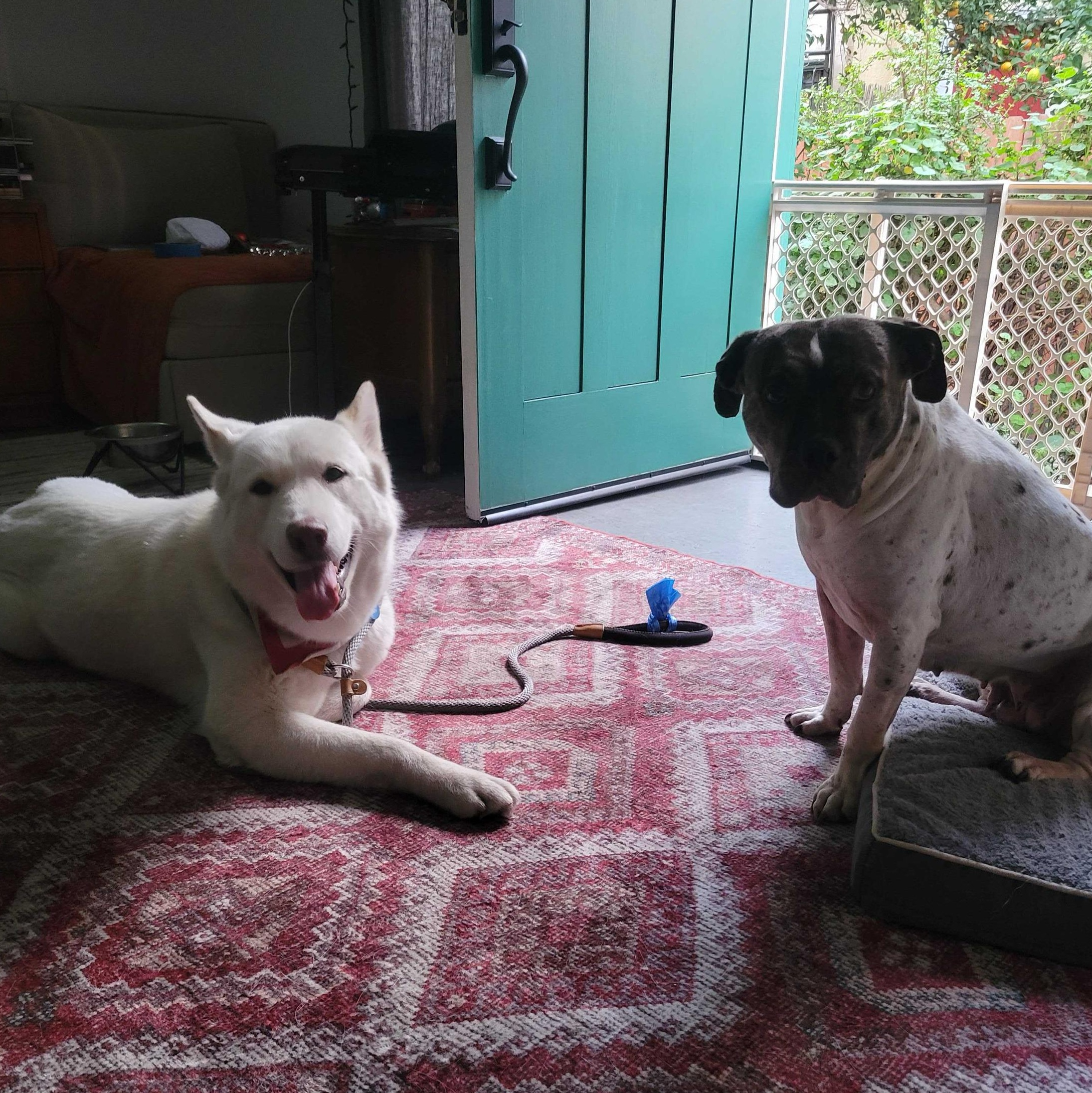 Winter, a ADOPTABLE mixed breed in Burbank, CA image 3/6