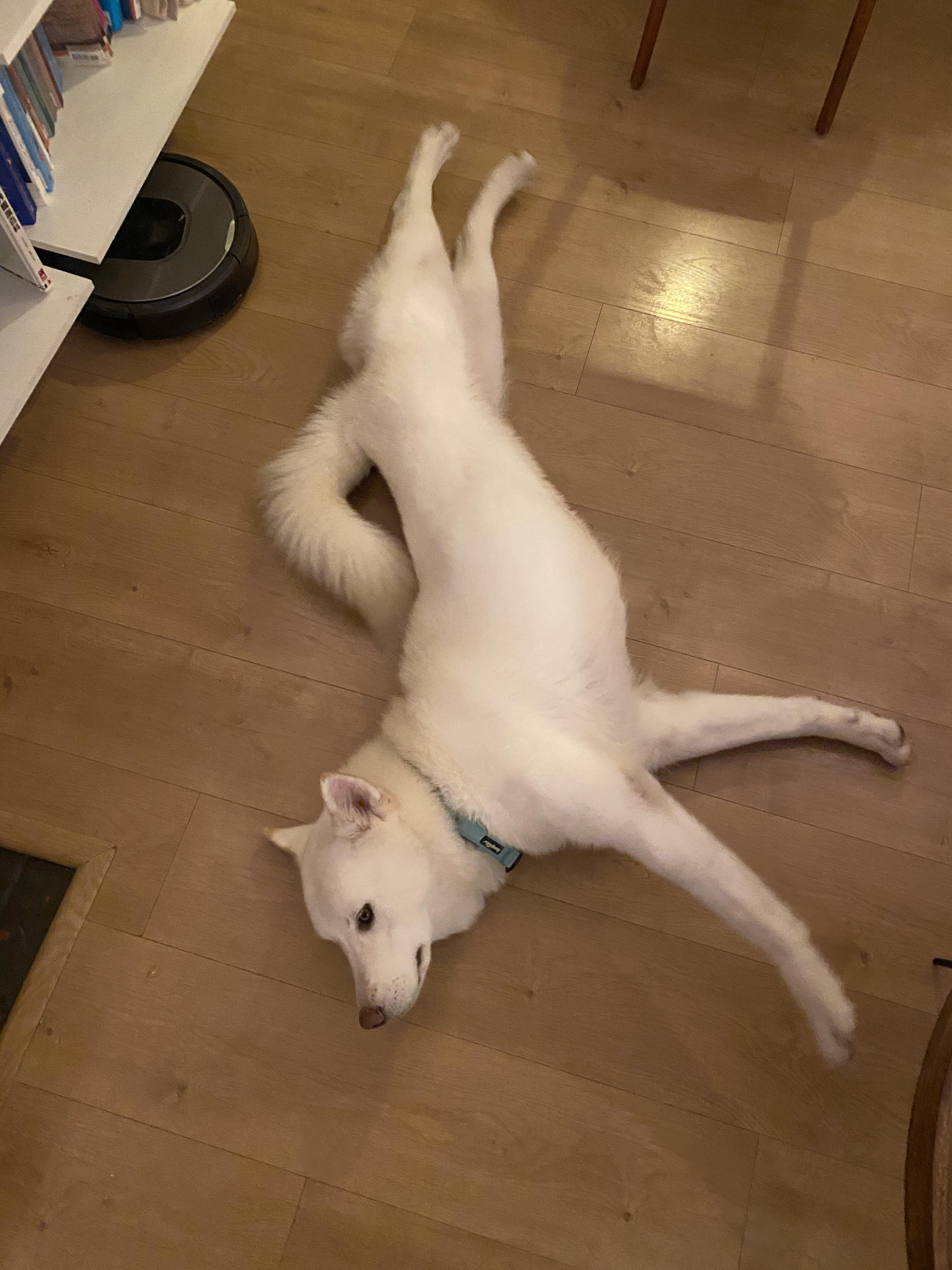 Enlarge Winter, a ADOPTABLE mixed breed in Burbank, CA image 4/5