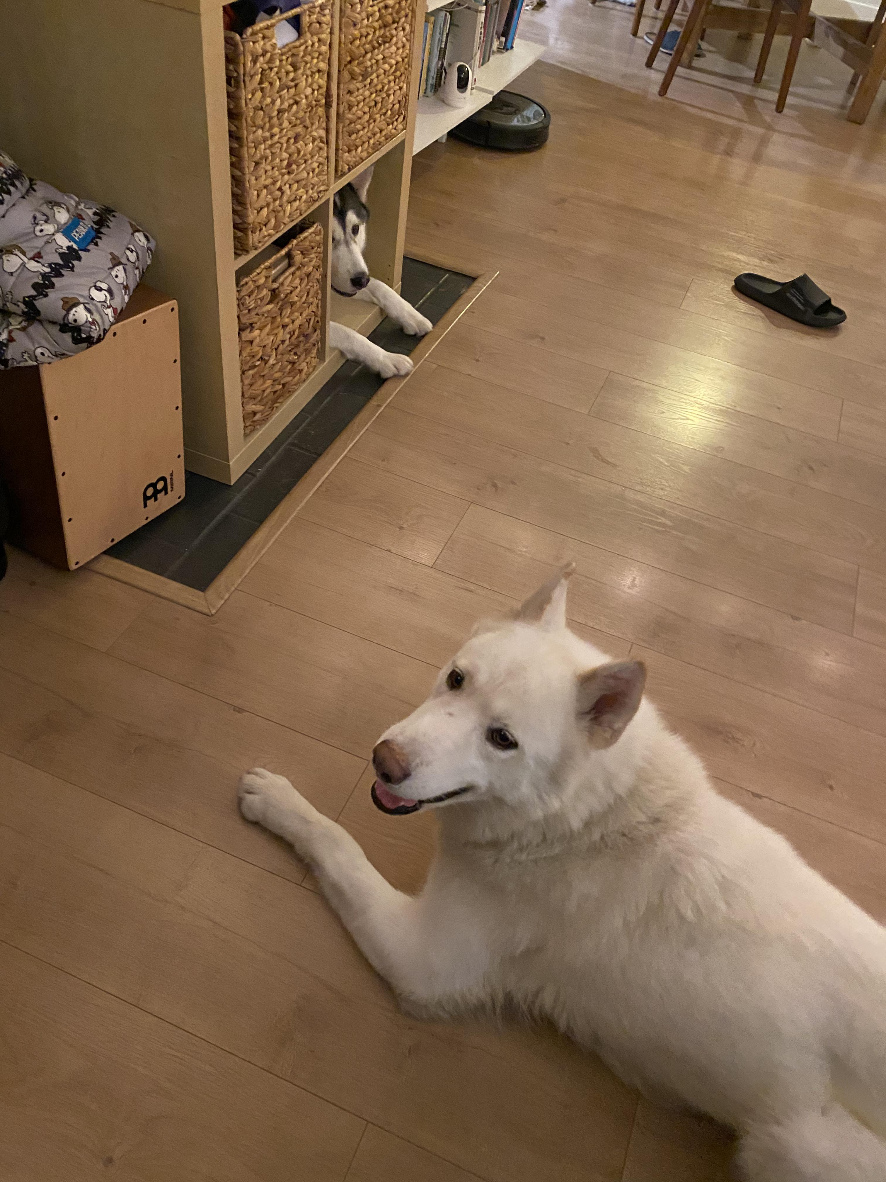 Enlarge Winter, a ADOPTABLE mixed breed in Burbank, CA image 5/5