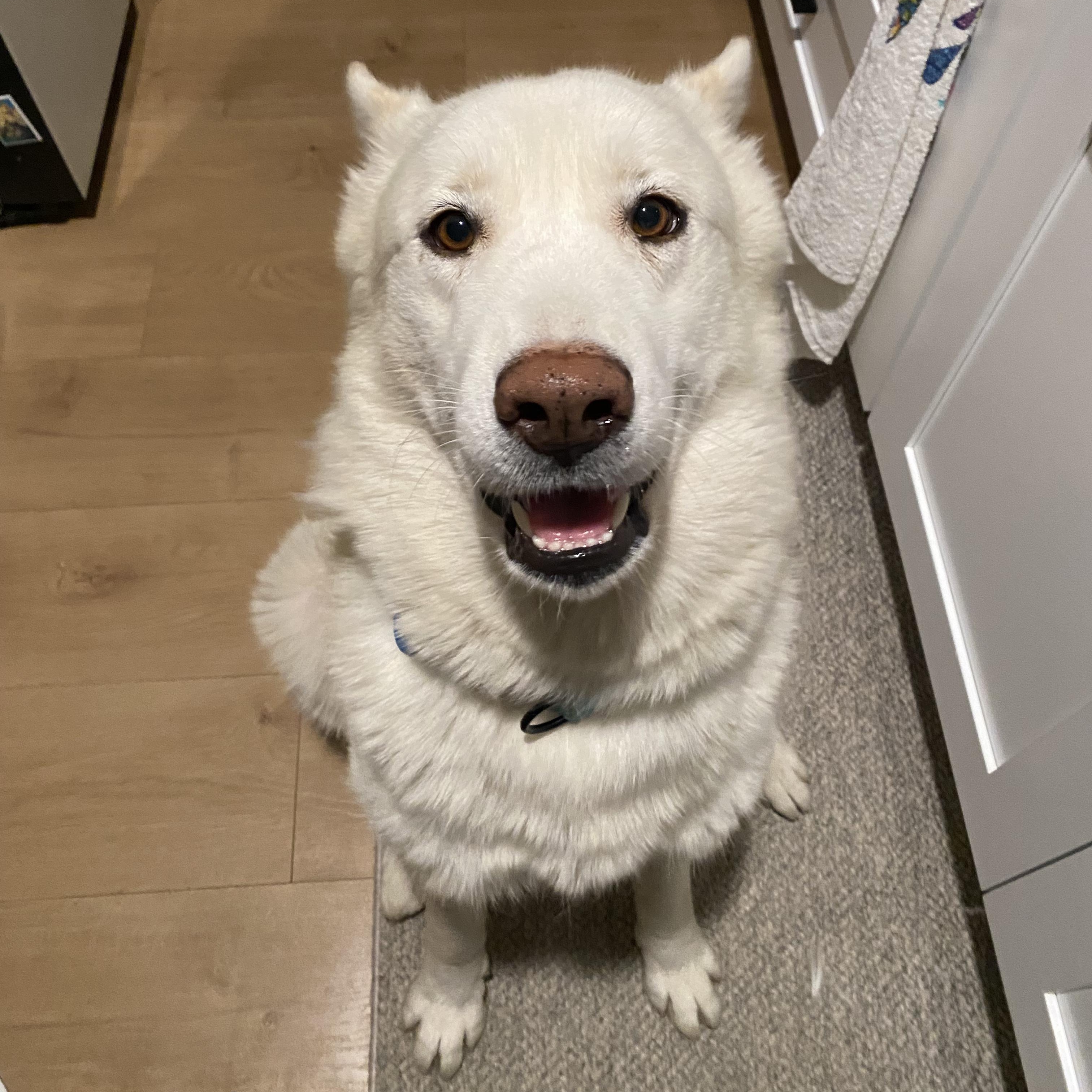 Enlarge Winter, a ADOPTABLE mixed breed in Burbank, CA image 1/5