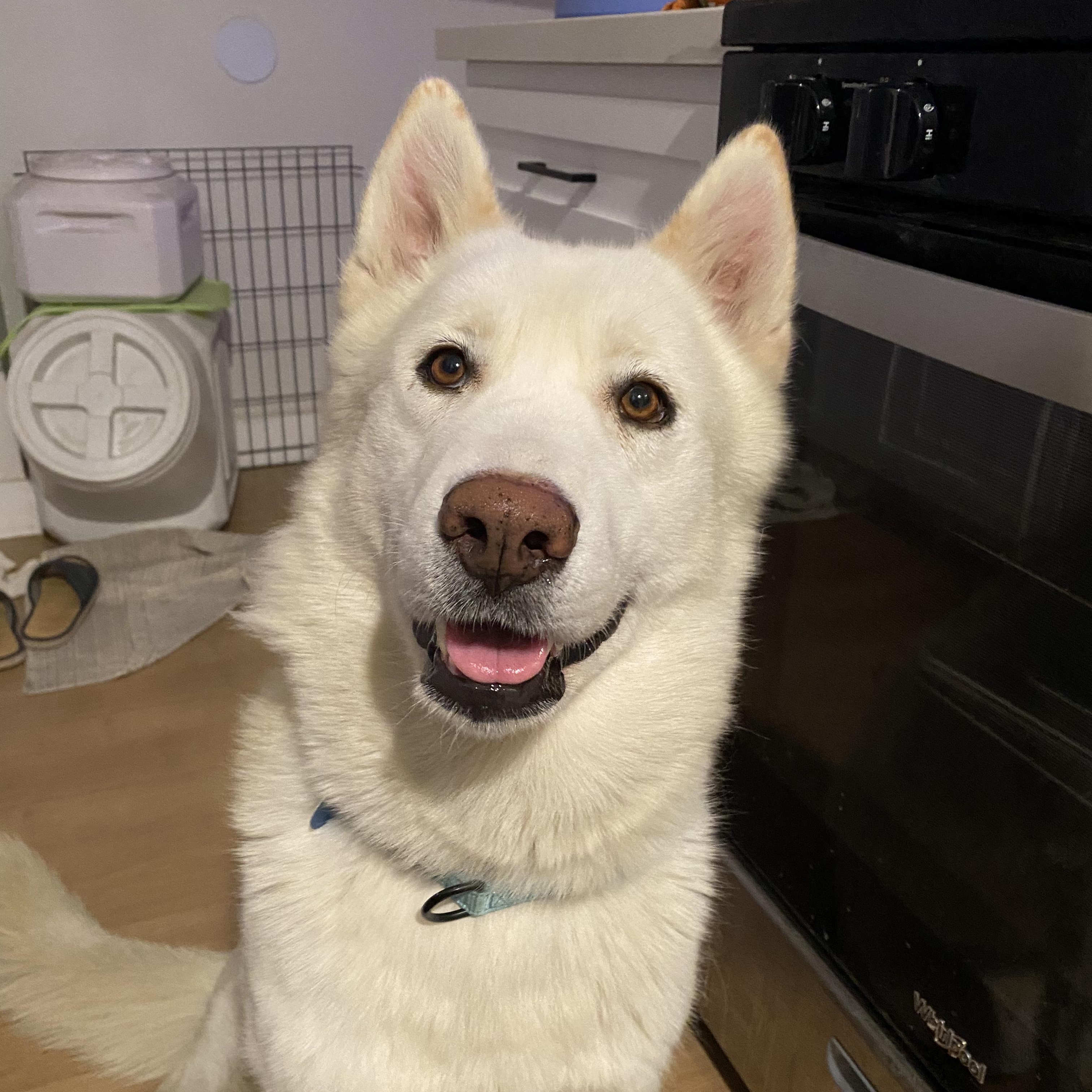 Enlarge Winter, a ADOPTABLE mixed breed in Burbank, CA image 3/5