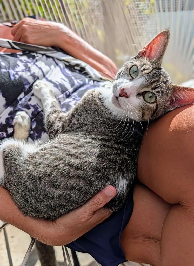 Kuro — thumbnail 2