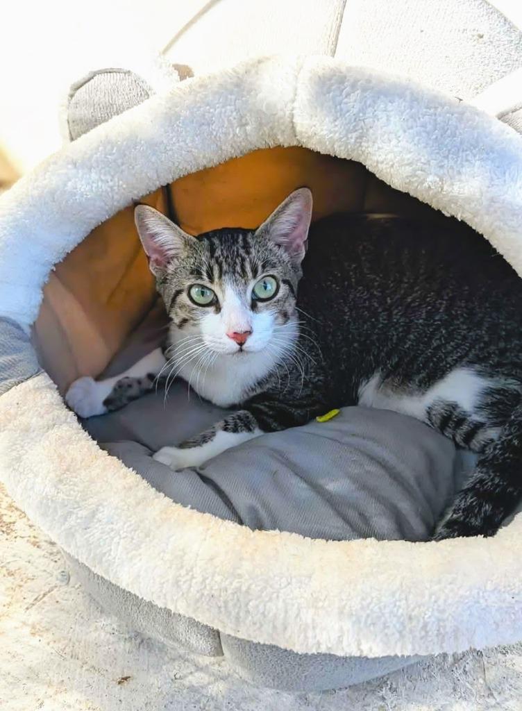 Kuro — thumbnail 5