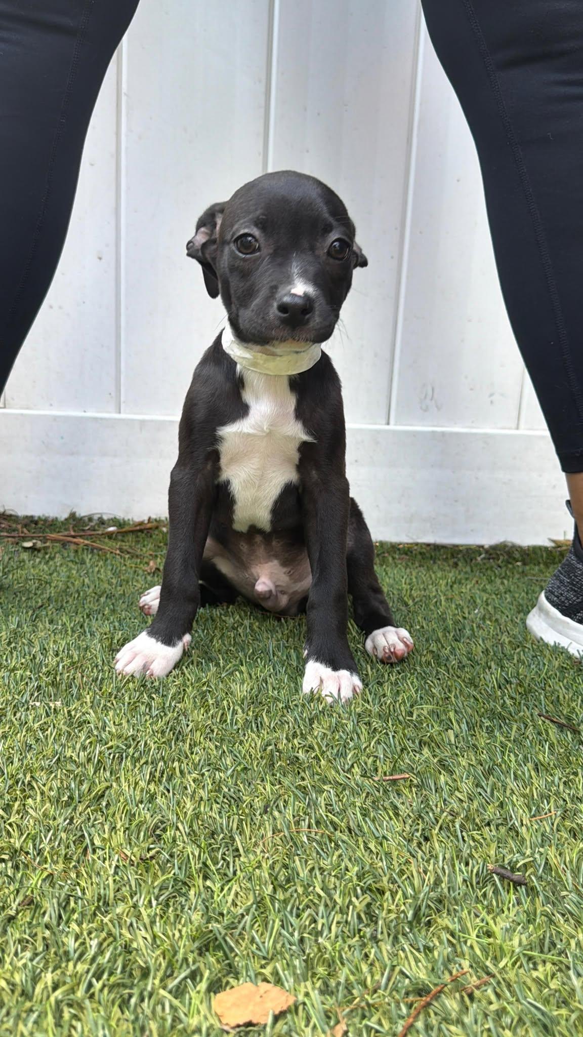Capucine Pup - Palermo, Adoptable, Puppy Male Boxer & Terrier.