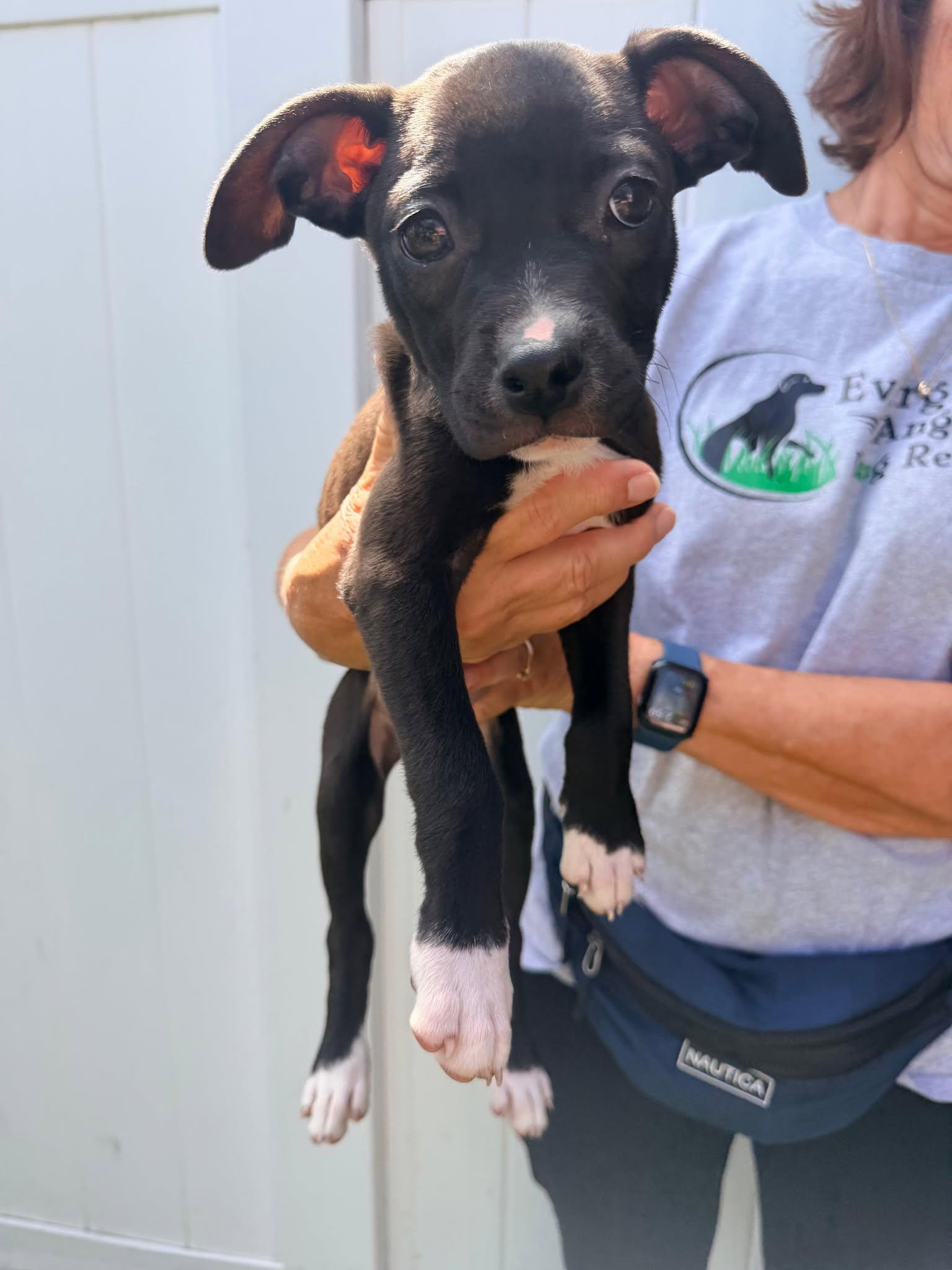 Capucine Pup - Palermo, a Adoptable mixed breed in Pompano Beach, FL image 2/3
