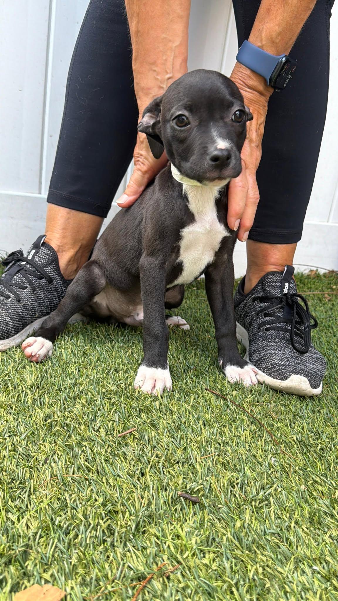 Capucine Pup - Palermo, a Adoptable mixed breed in Pompano Beach, FL image 3/3