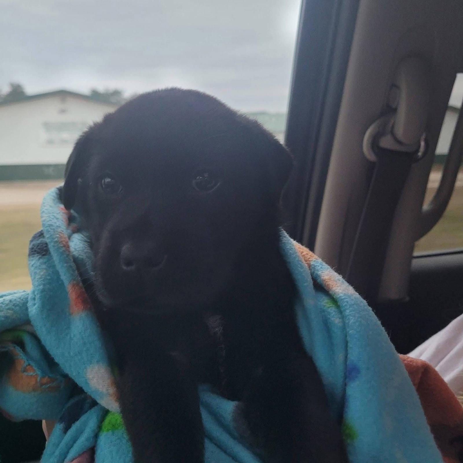 Gouda, Adoptable, Puppy Male Shar-Pei & Cattle Dog.