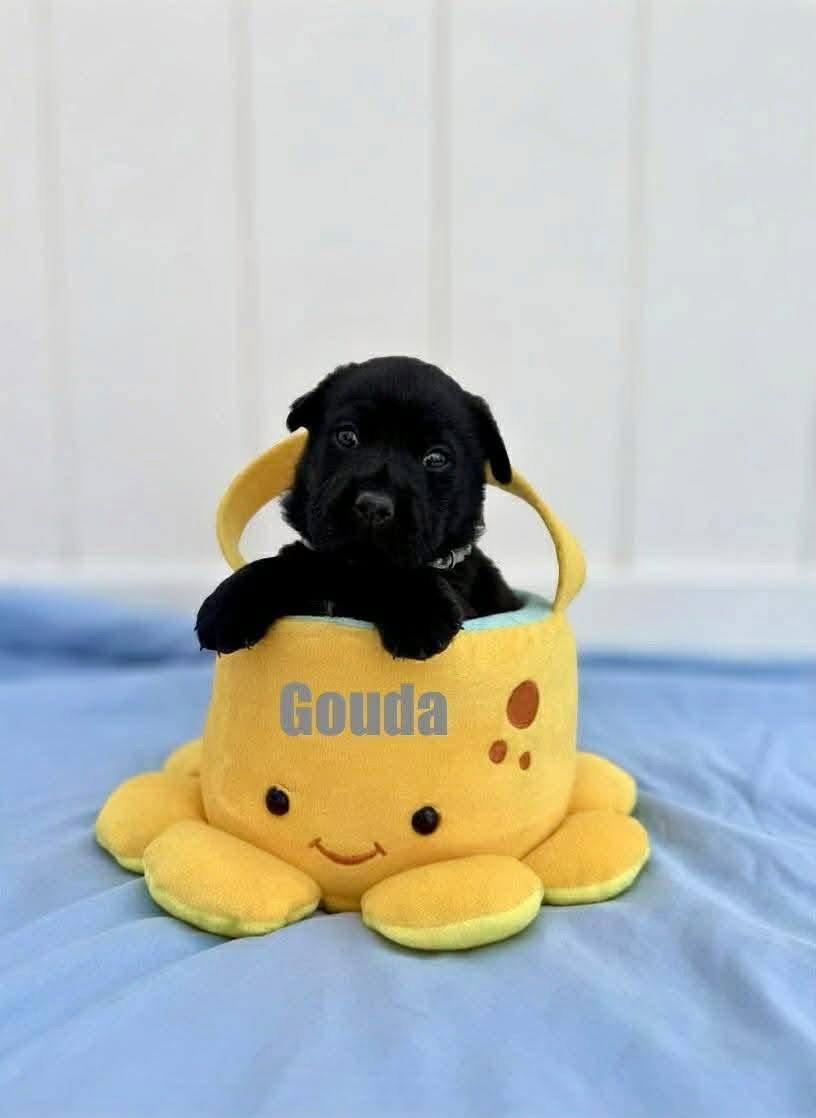 Enlarge Gouda, a Adoptable mixed breed in New London, WI image 3/3