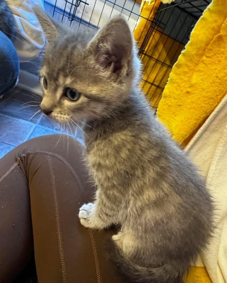 Moses, a ADOPTABLE Domestic Short Hair in Grand Haven, MI image 1/3