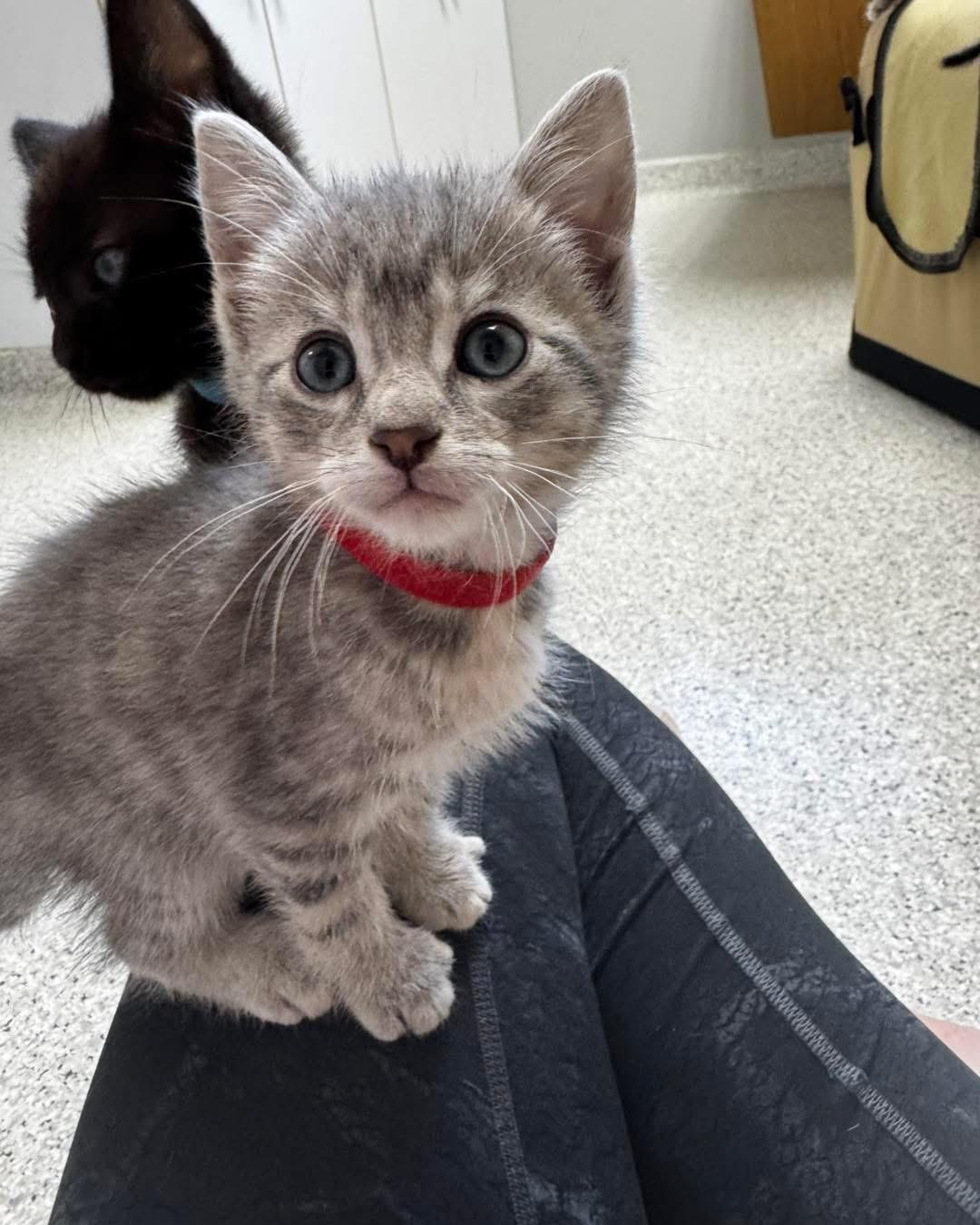 Moses, a ADOPTABLE Domestic Short Hair in Grand Haven, MI image 2/3