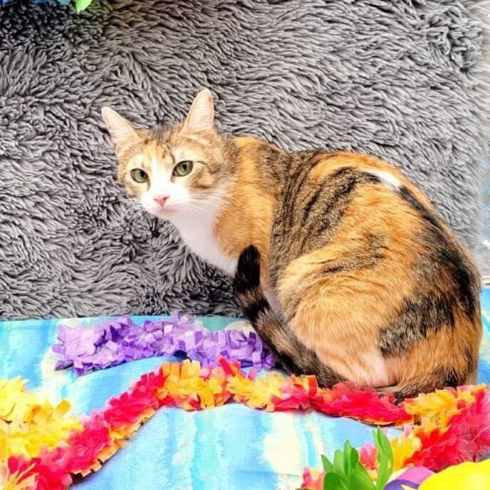 Primrose, Adoptable, Adult Female Domestic Short Hair.