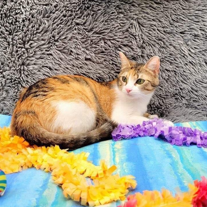 Primrose, a Adoptable Domestic Short Hair in Lubbock, TX image 2/5