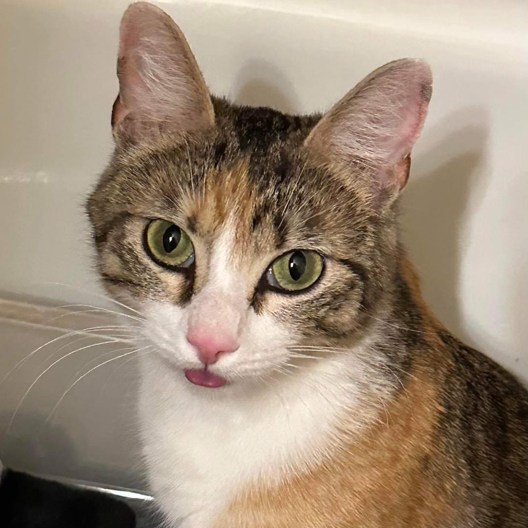 Primrose, a Adoptable Domestic Short Hair in Lubbock, TX image 3/5