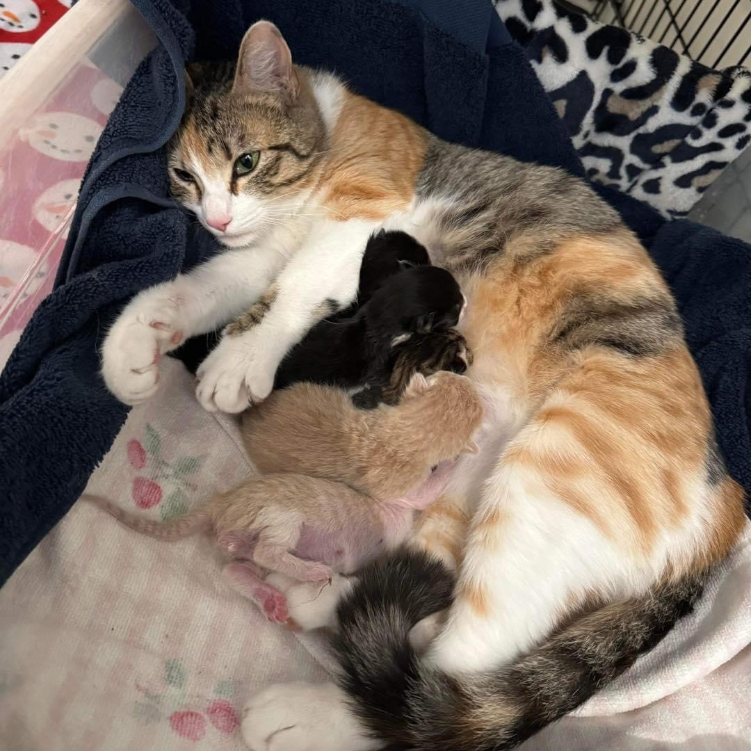 Primrose, a Adoptable Domestic Short Hair in Lubbock, TX image 4/5