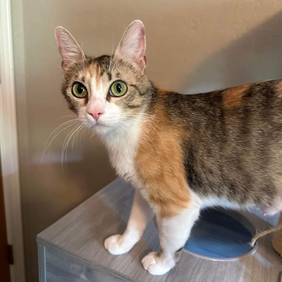 Primrose, a Adoptable Domestic Short Hair in Lubbock, TX image 5/5