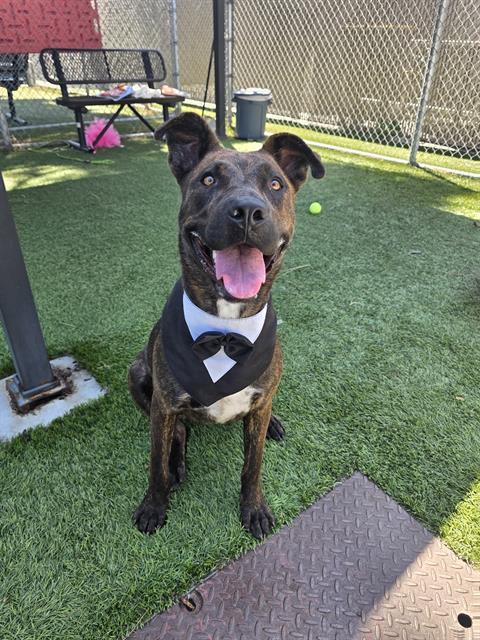 SNICKERS, Adoptable, Young Female Pit Bull Terrier.