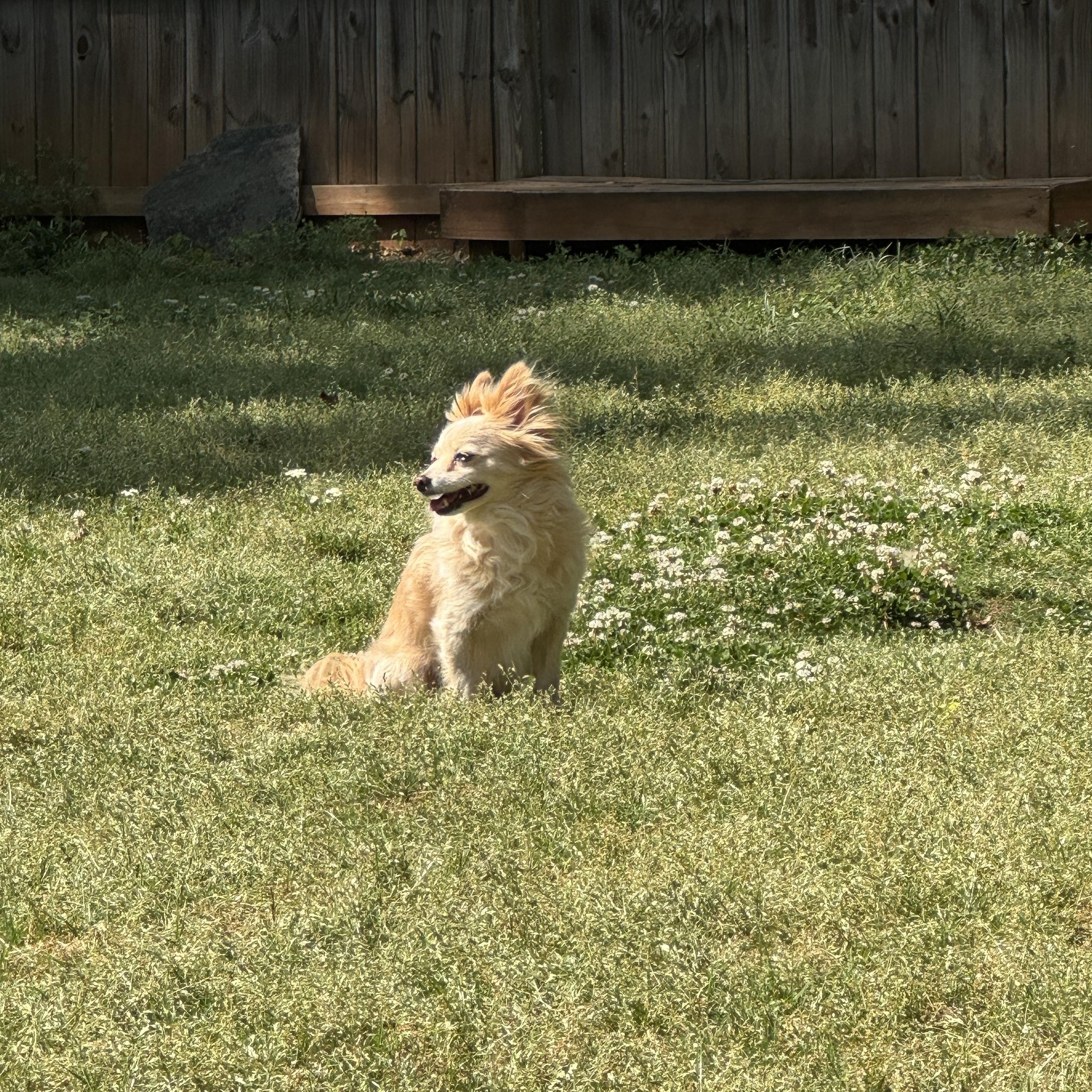 Biscuit, a ADOPTABLE mixed breed in Atlanta, GA image 3/6