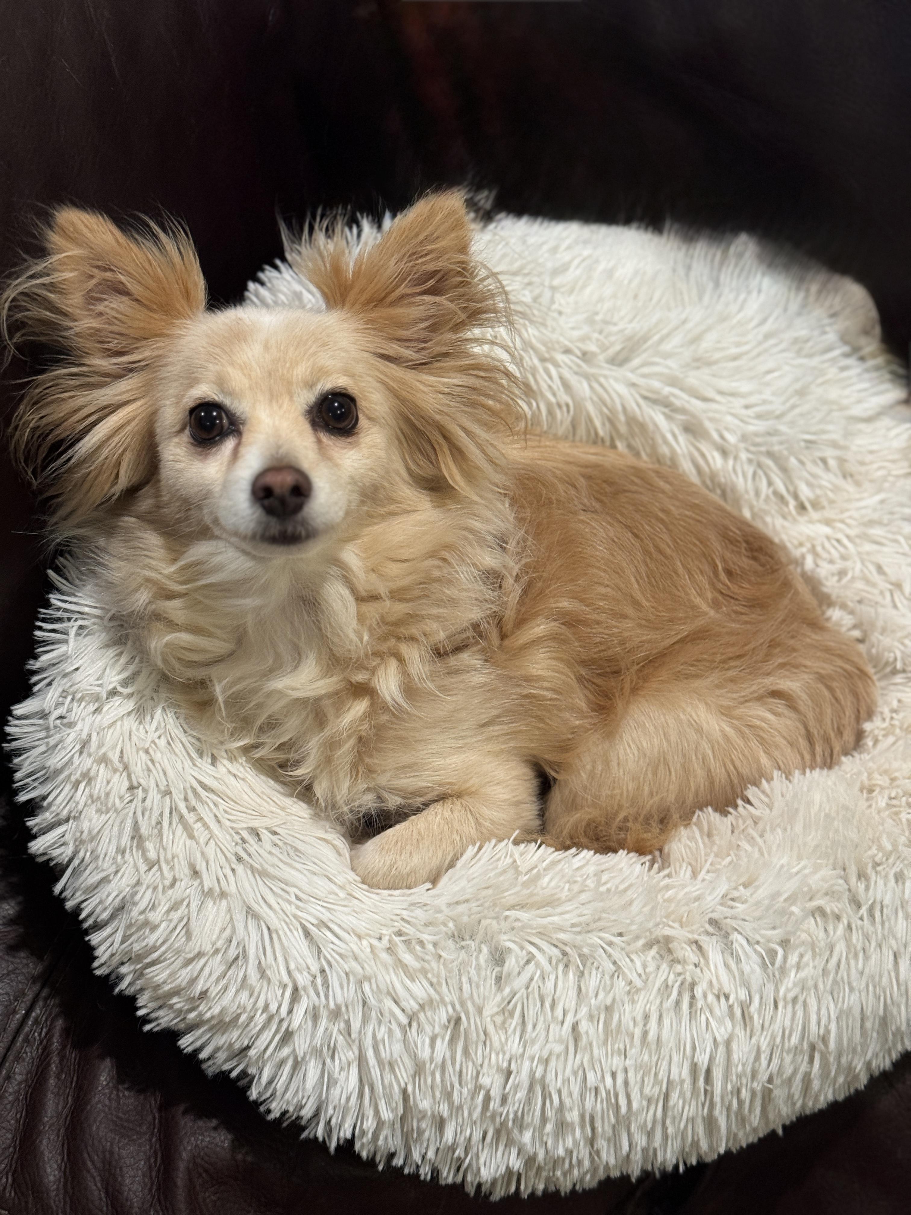 Biscuit, a ADOPTABLE mixed breed in Atlanta, GA image 1/6