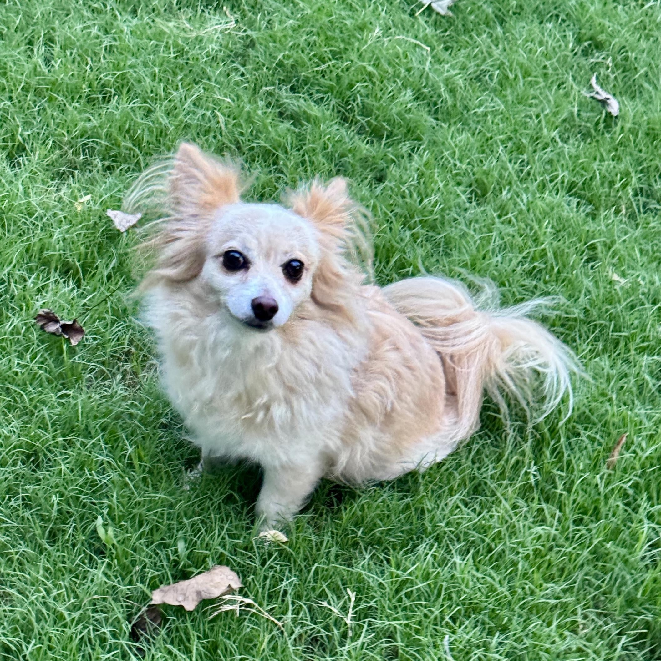Biscuit, ADOPTABLE, Adult Male Pomeranian & Chihuahua.