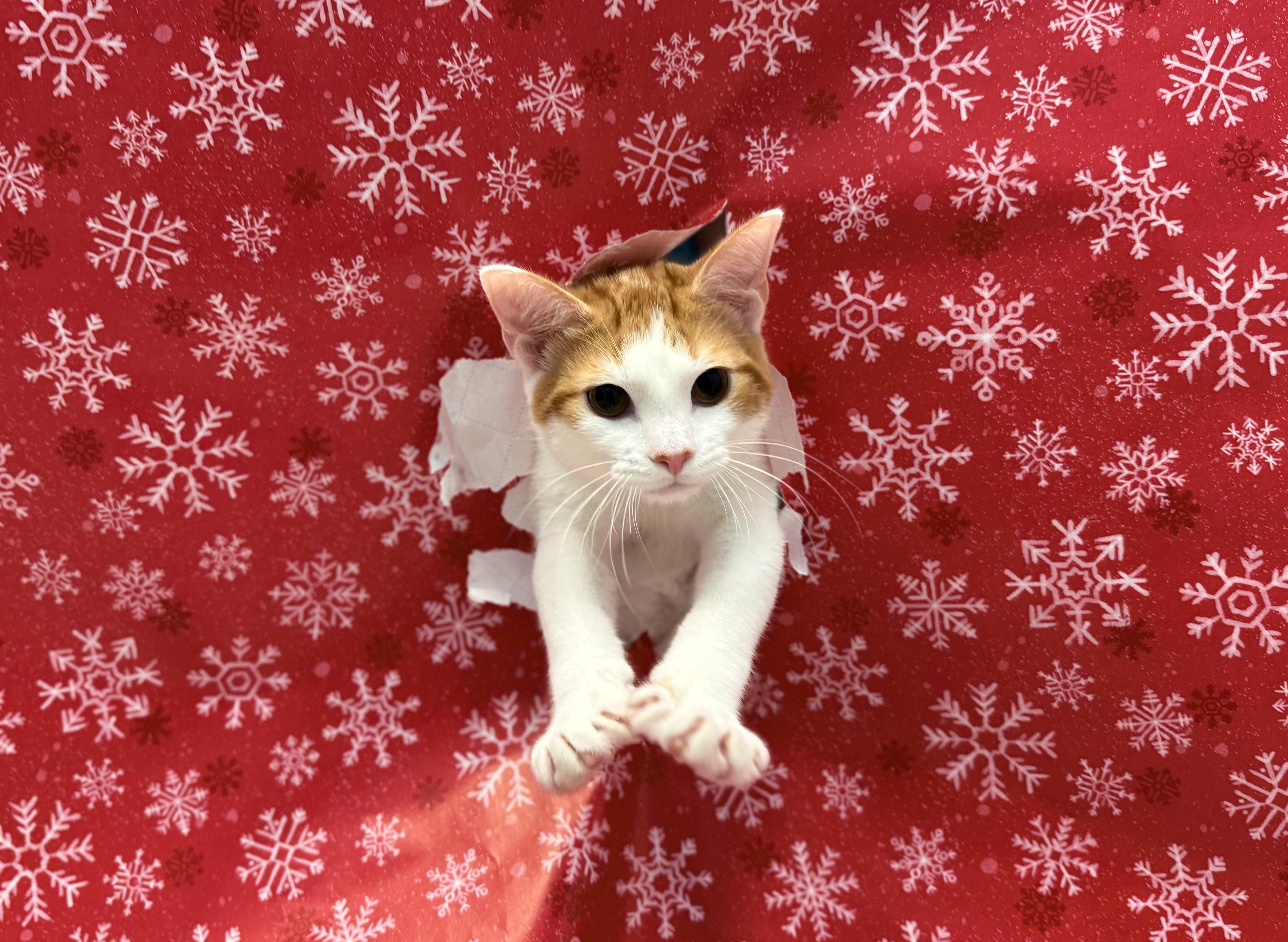 Brazil, a Adoptable Domestic Short Hair in Bear, DE image 1/2