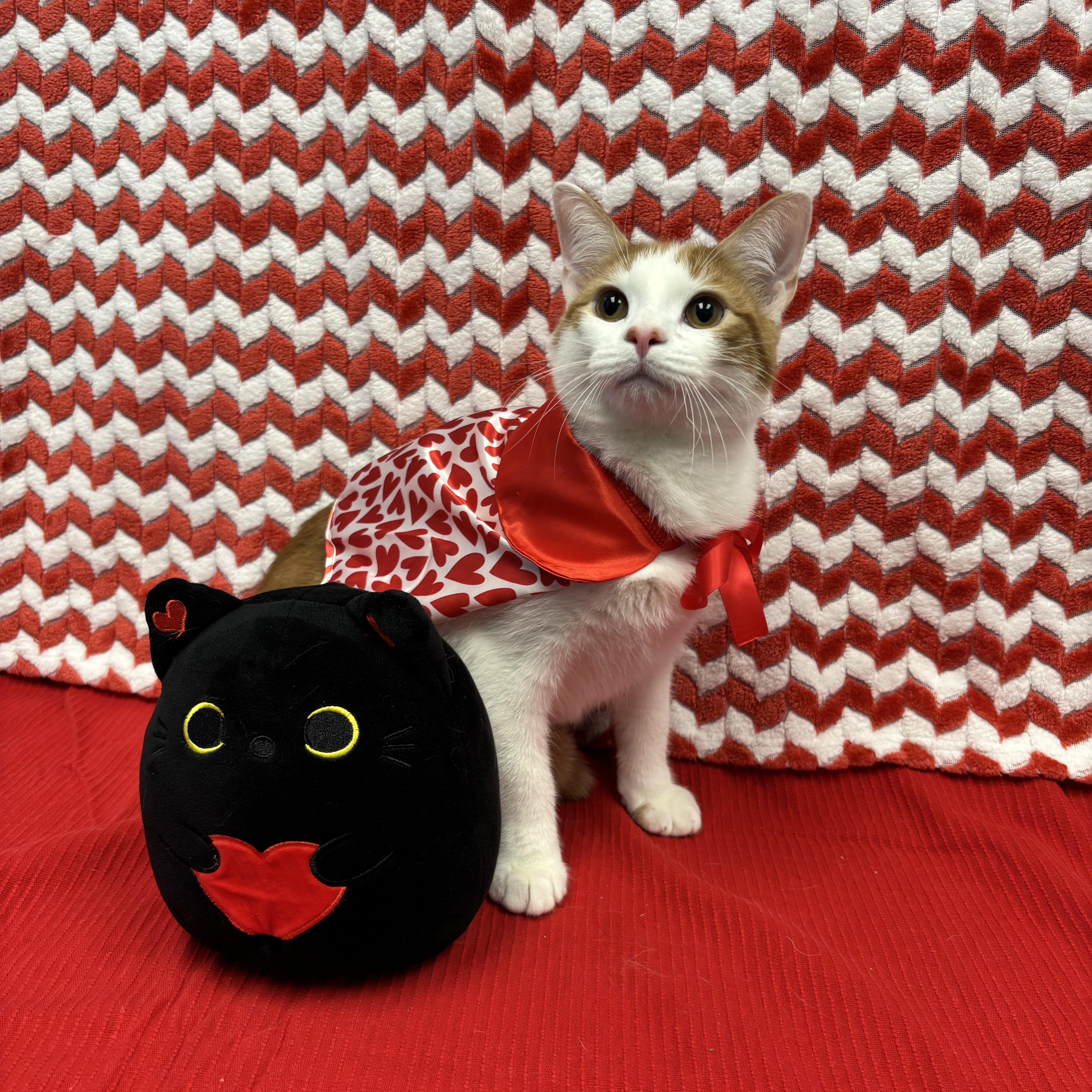 Brazil, Adoptable, Kitten Male Domestic Short Hair.