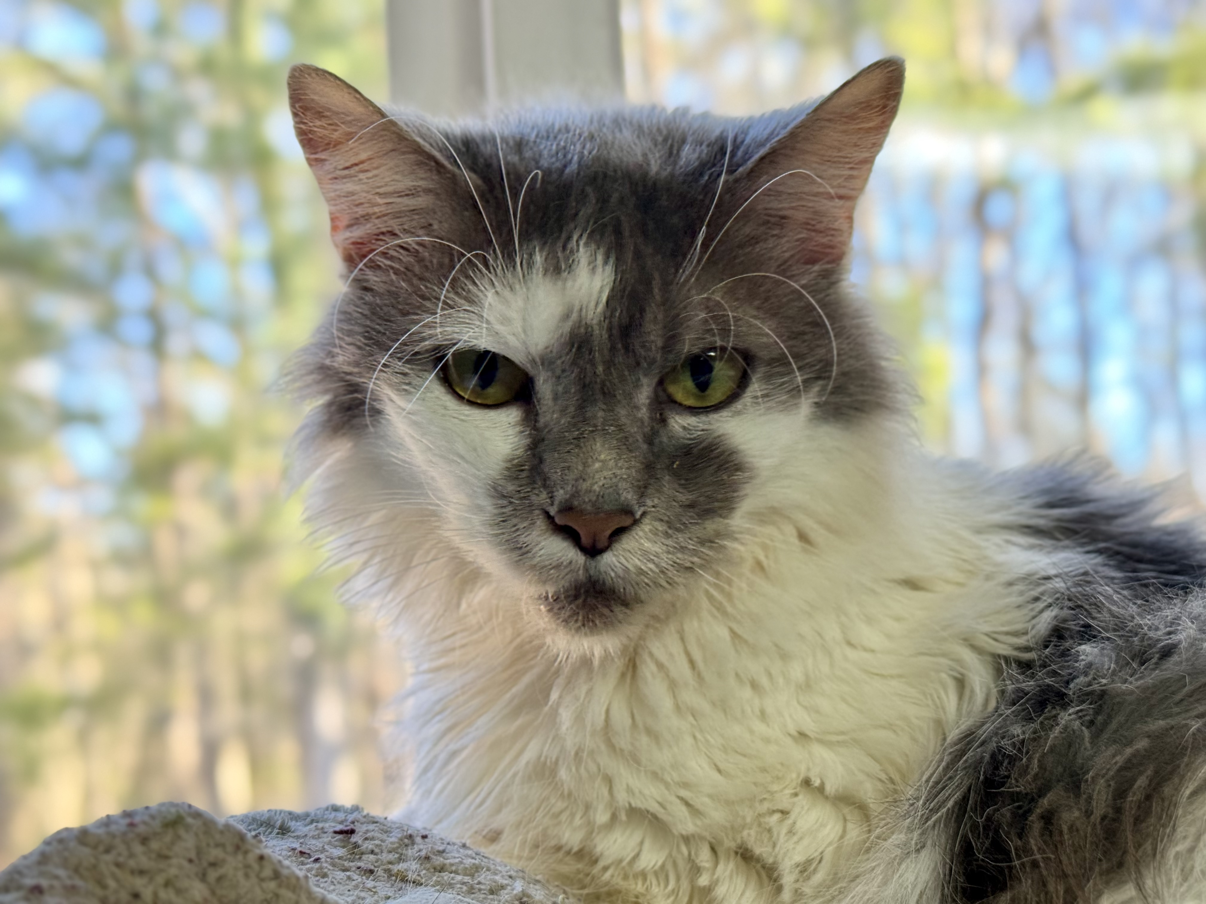 Presley, Senior Male Domestic Medium Hair