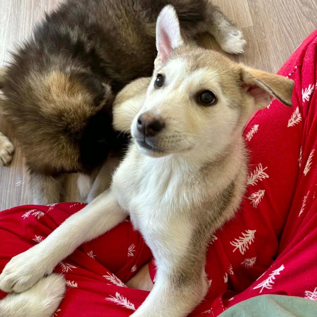 Delilah, Adoptable, Puppy Female Husky.
