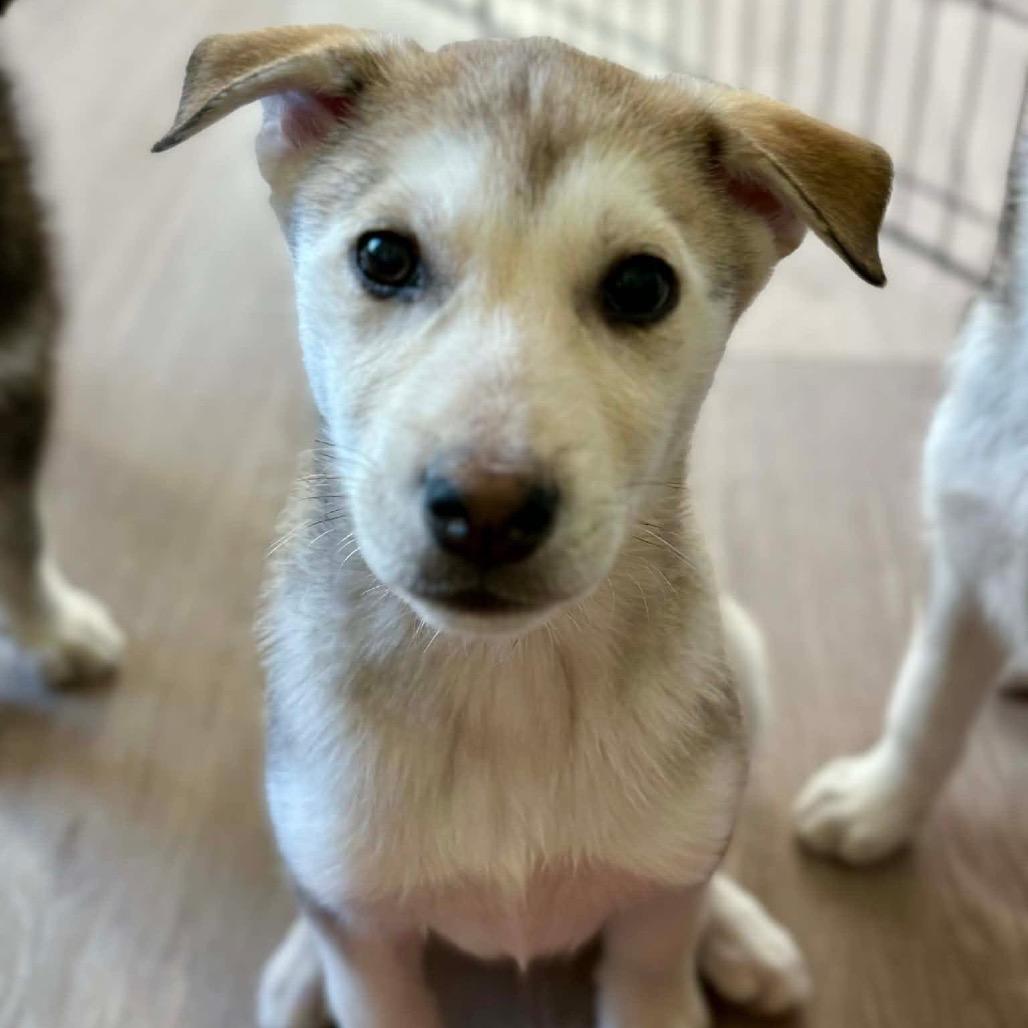Delilah, a Adoptable Husky in Tuba City, AZ image 3/6