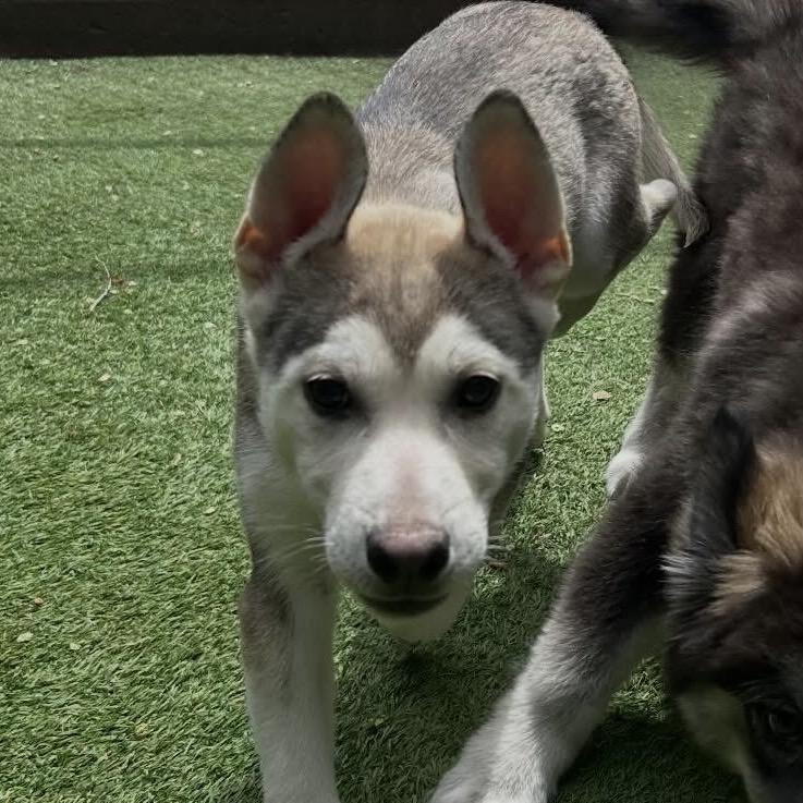 Delilah, a Adoptable Husky in Tuba City, AZ image 4/6