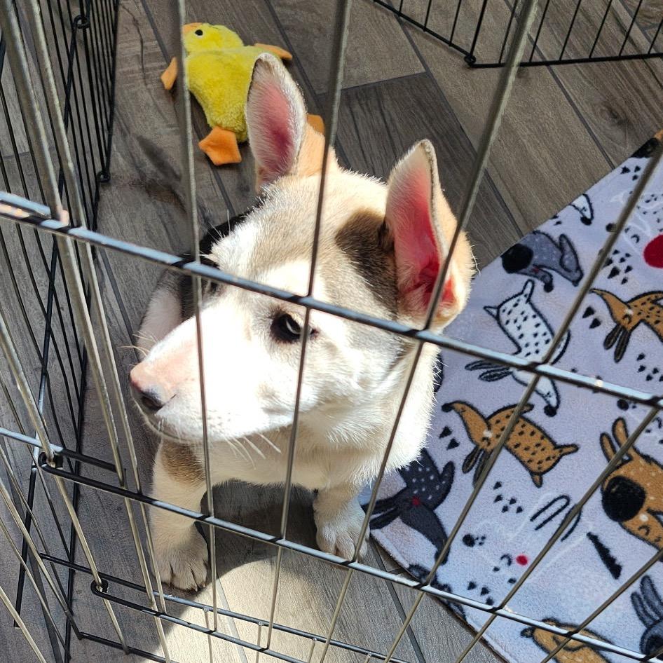 Delilah, a Adoptable Husky in Tuba City, AZ image 5/6