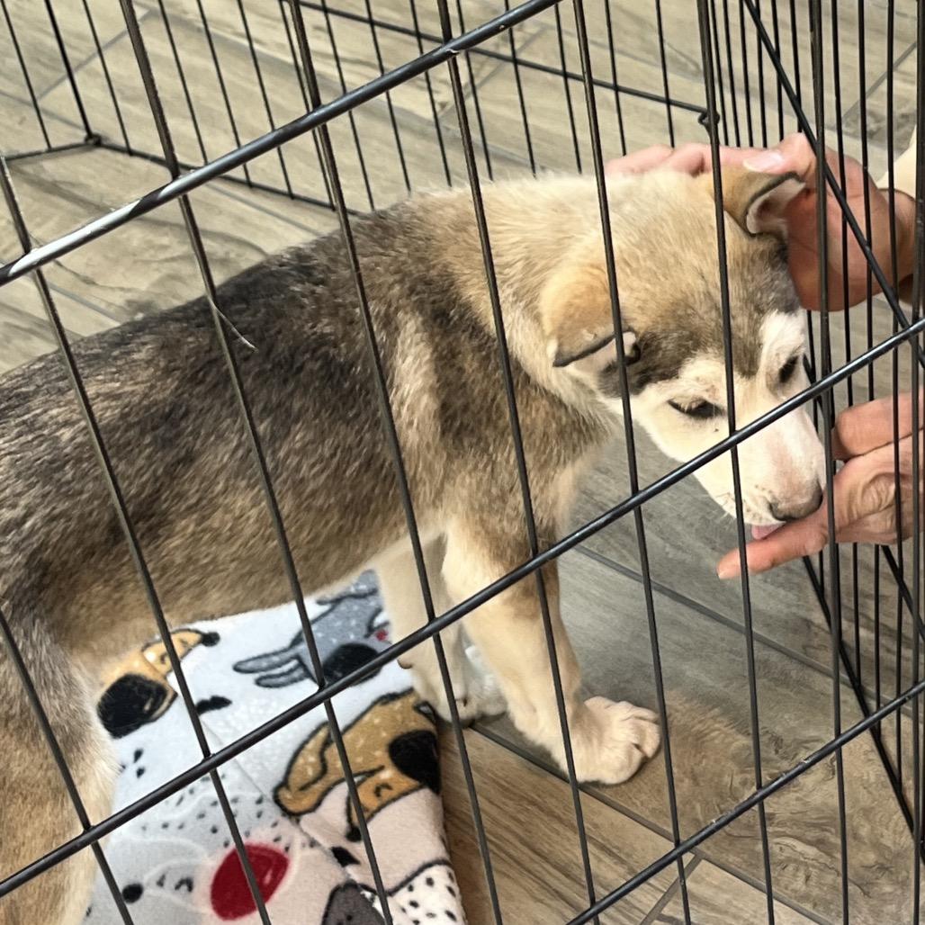 Delilah, a Adoptable Husky in Tuba City, AZ image 6/6