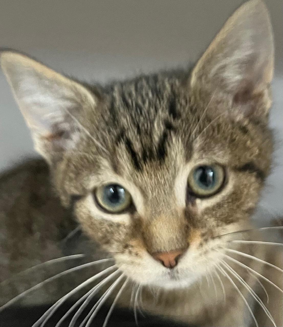 Enlarge Emery, a Adoptable Domestic Short Hair image 1/1