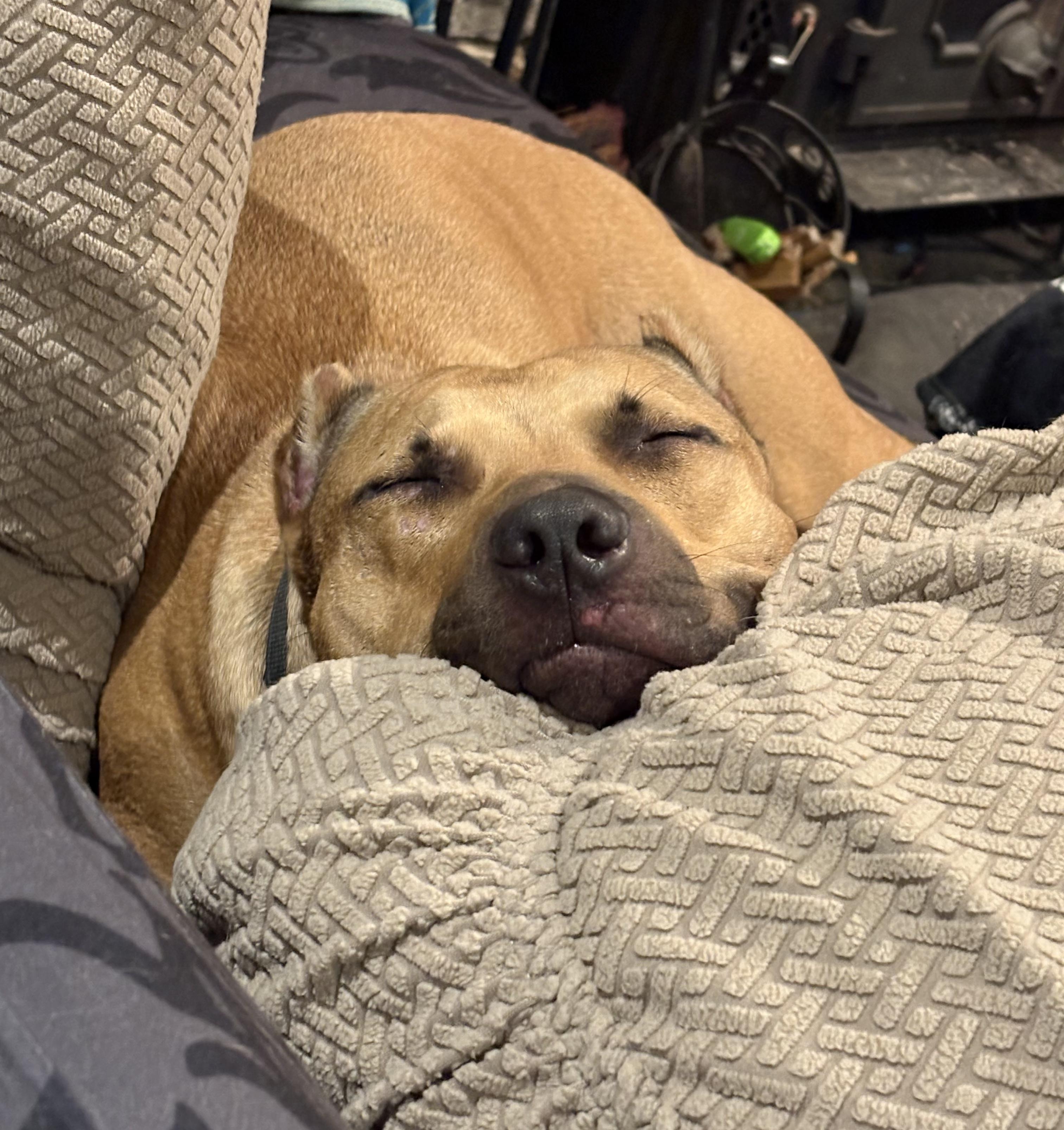 Teddy — thumbnail 2