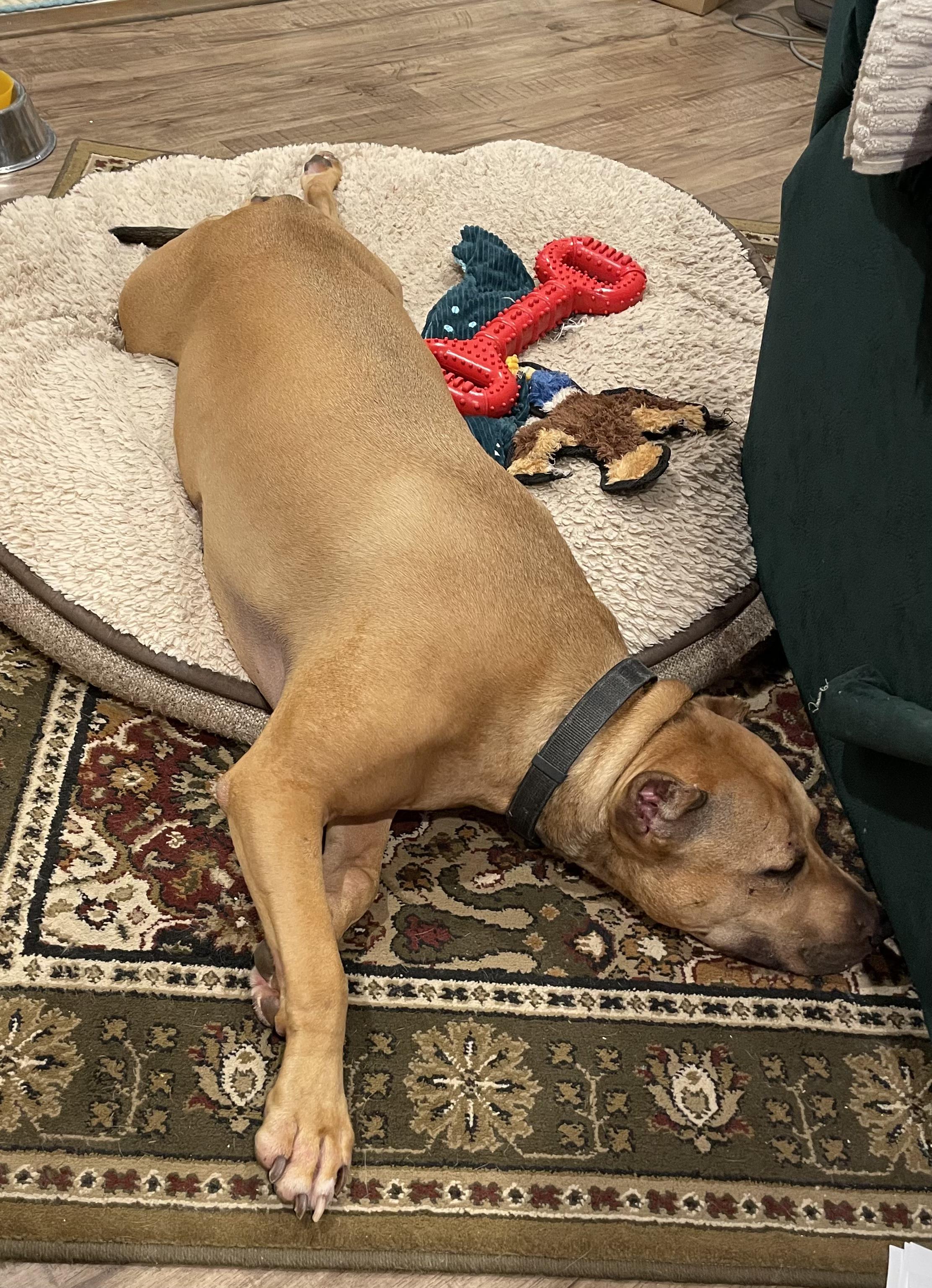 Teddy — thumbnail 4