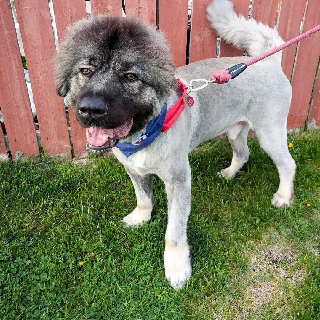 Enlarge Pierre, a Adoptable Caucasian Sheepdog / Caucasian Ovtcharka in Detroit, MI image 5/5