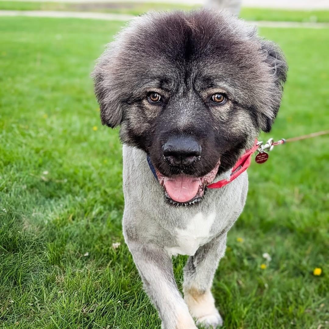 Enlarge Pierre, a Adoptable Caucasian Sheepdog / Caucasian Ovtcharka in Detroit, MI image 2/5