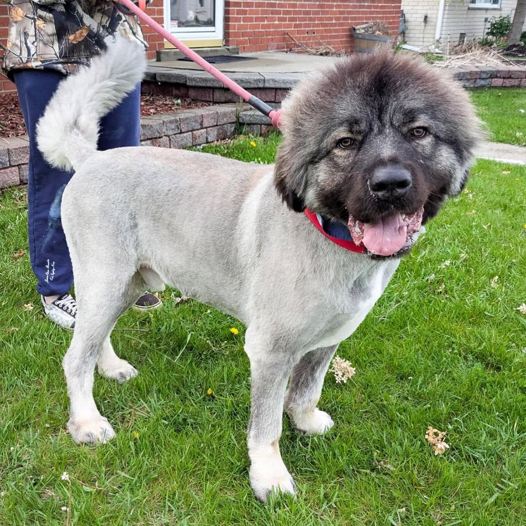 Enlarge Pierre, a Adoptable Caucasian Sheepdog / Caucasian Ovtcharka in Detroit, MI image 3/5