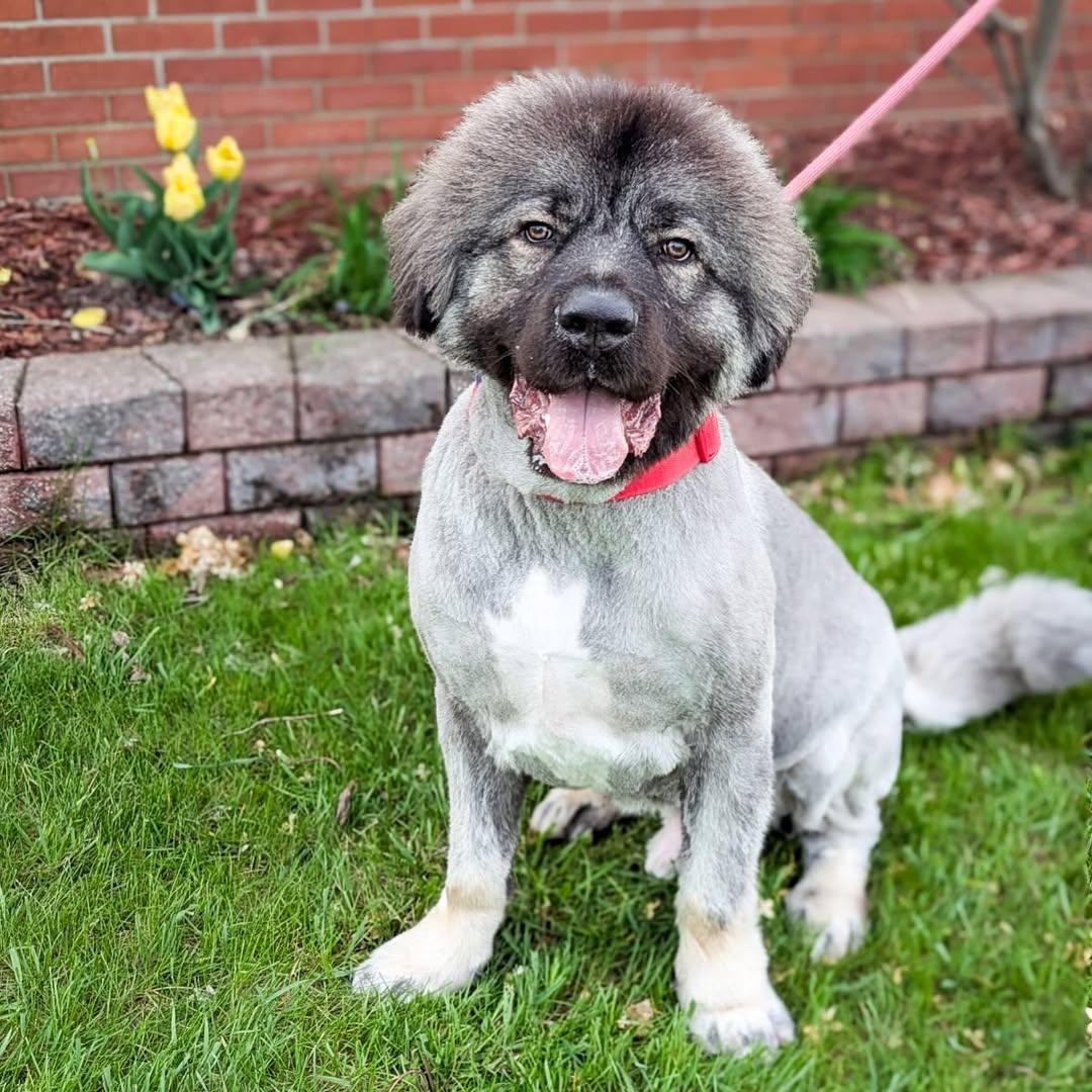 Enlarge Pierre, a Adoptable Caucasian Sheepdog / Caucasian Ovtcharka in Detroit, MI image 1/5