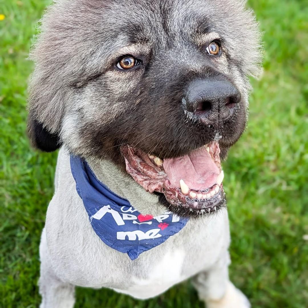 Enlarge Pierre, a Adoptable Caucasian Sheepdog / Caucasian Ovtcharka in Detroit, MI image 4/5