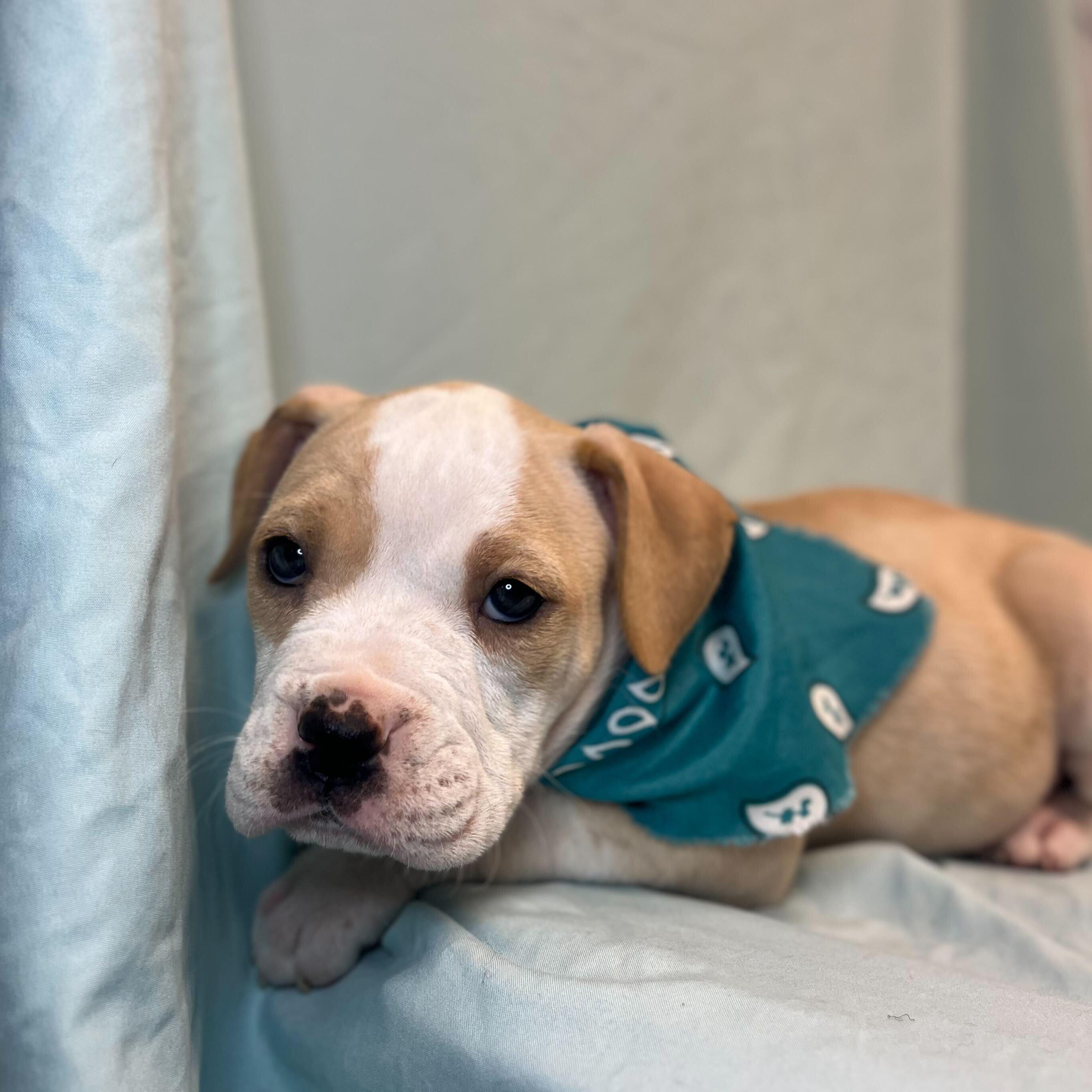 Martha May, Adoptable, Puppy Female Mixed Breed.