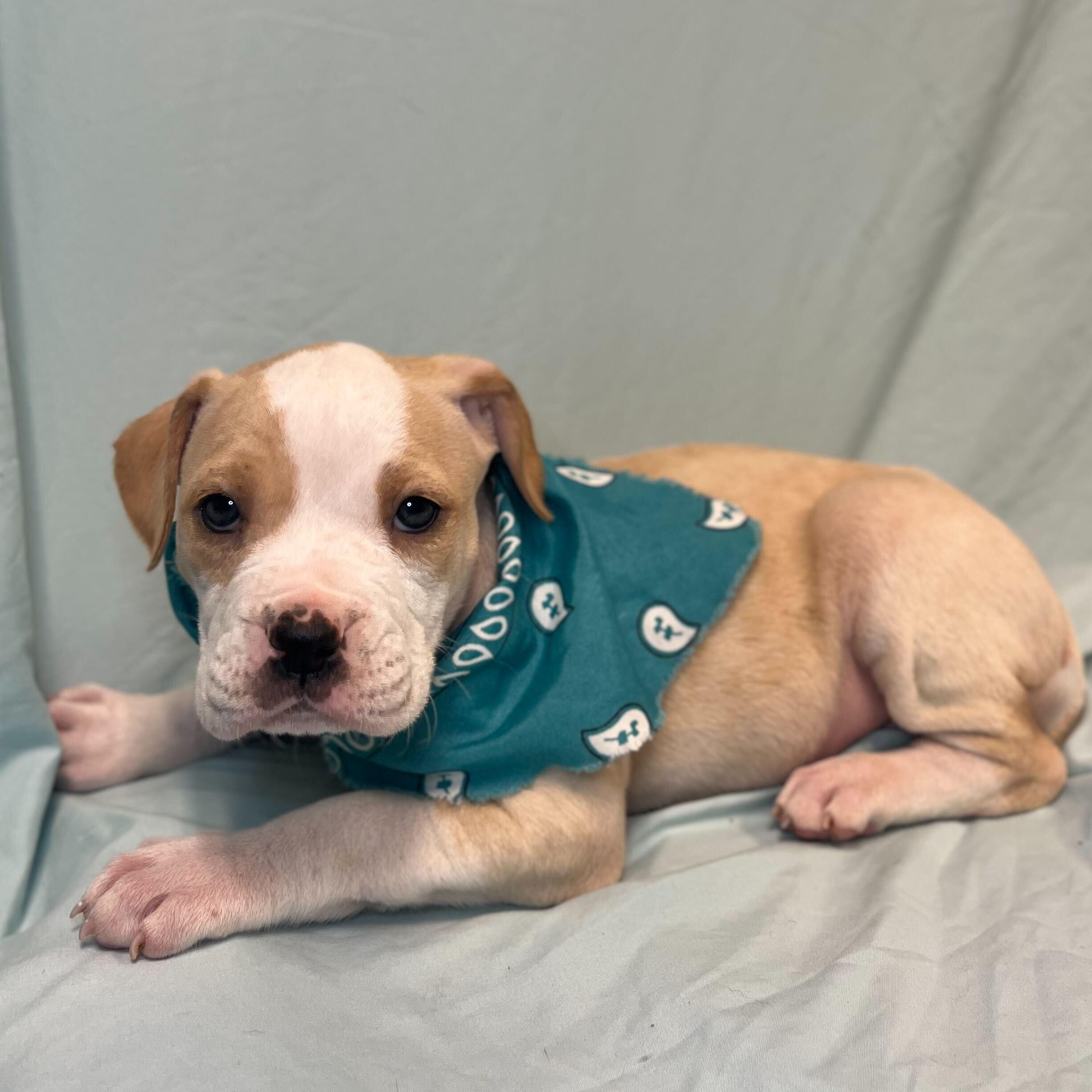 Enlarge Martha May, an adopted Mixed Breed in Canal Winchester, OH image 2/2