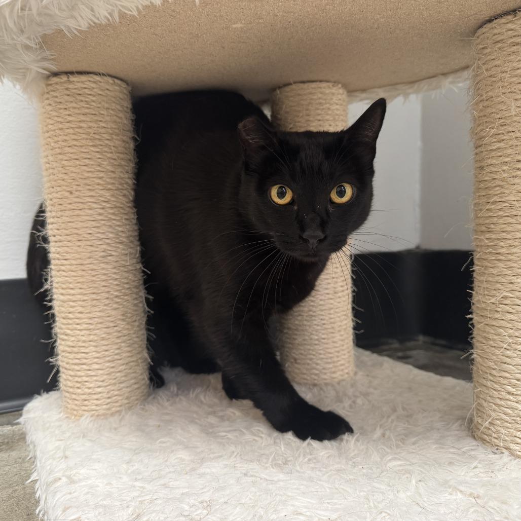 Enlarge Eclipse, a Adoptable Domestic Short Hair in Long Beach, CA image 1/4