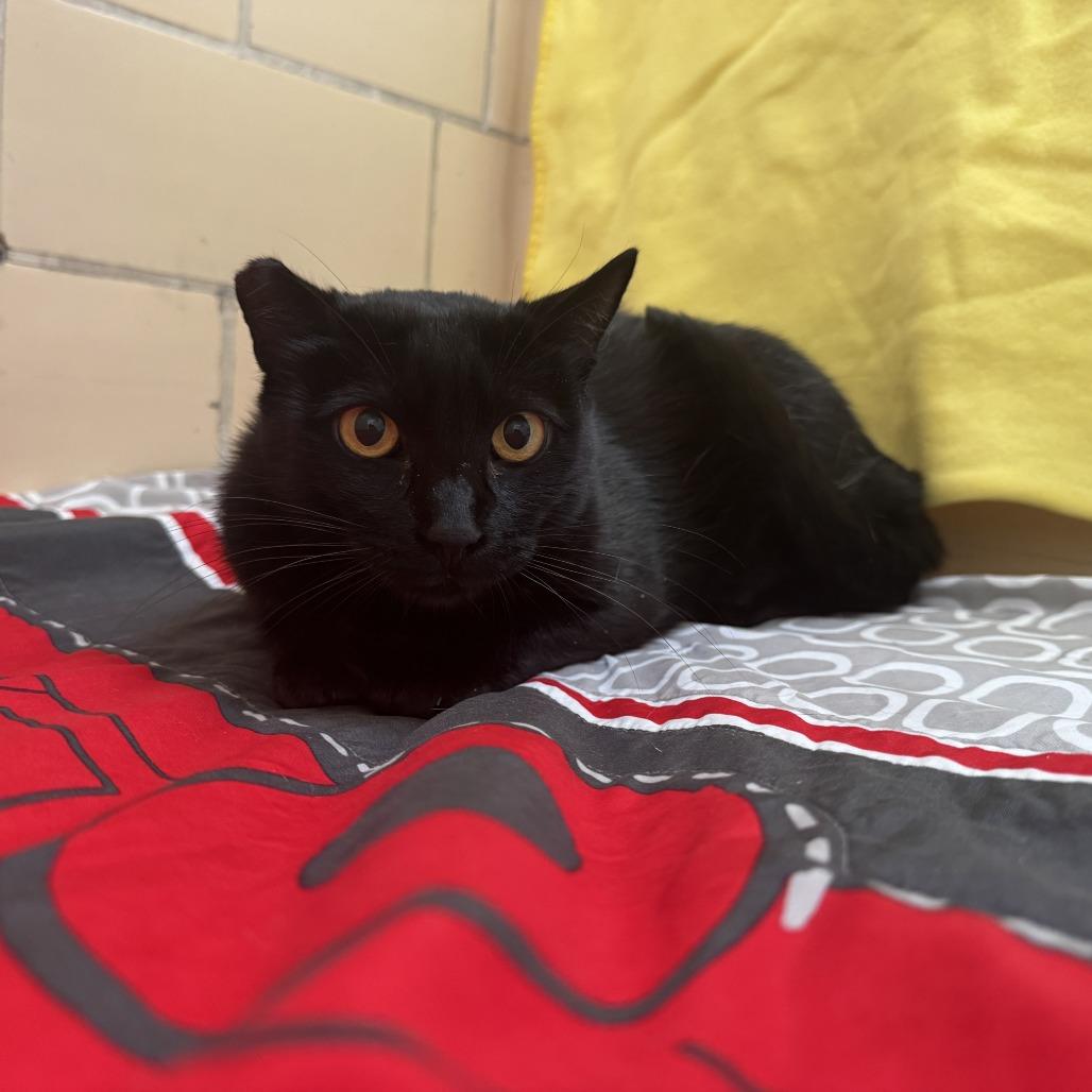 Enlarge Eclipse, a Adoptable Domestic Short Hair in Long Beach, CA image 2/4