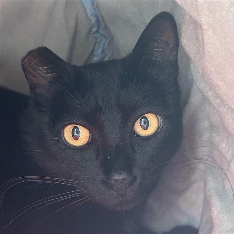 Enlarge Eclipse, a Adoptable Domestic Short Hair in Long Beach, CA image 3/4