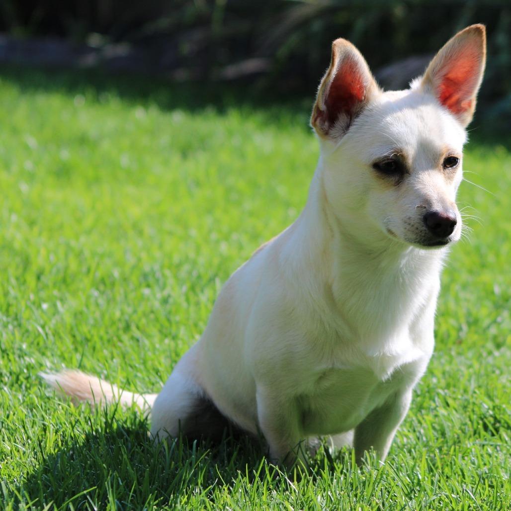 Enlarge Palomo, a Adoptable mixed breed in West Richland, WA image 1/6