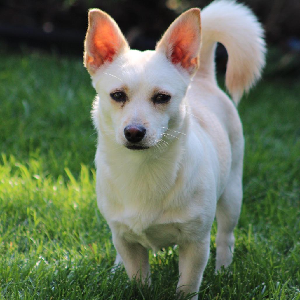 Enlarge Palomo, a Adoptable mixed breed in West Richland, WA image 2/6
